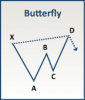 bear_butterfly.png